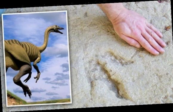 Dinosaurs of Beit Zayit: How ‘one-of-a-kind discovery’ exposed Israel’s only-known dino