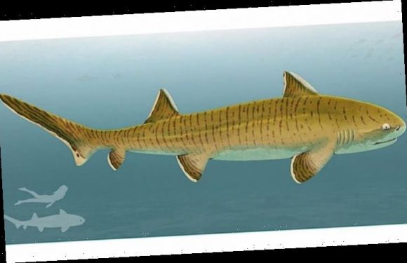 Jurassic shark: Researchers discover evidence of 8FT ancient apex predator