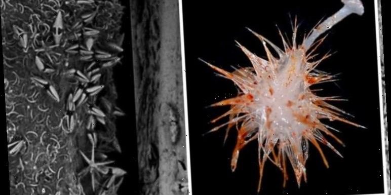 Deep sea discovery: ‘First carnivorous species’ found 10,000ft underwater in Australia