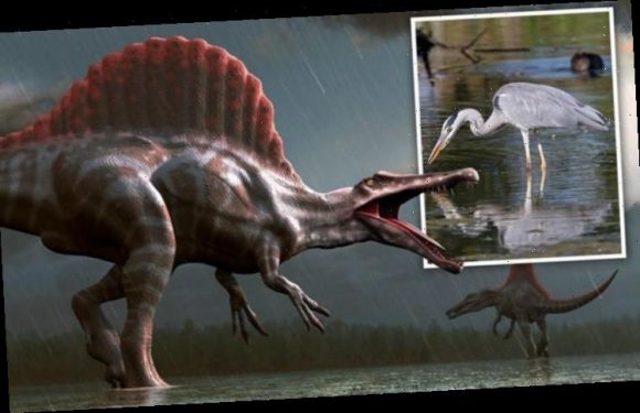 Fearsome Spinosaurus lived like a heron ‘Bizarre even by dinosaur standards’