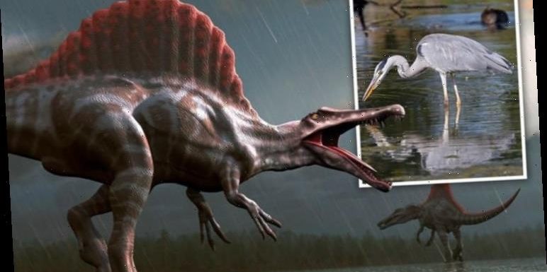 Fearsome Spinosaurus lived like a heron ‘Bizarre even by dinosaur standards’