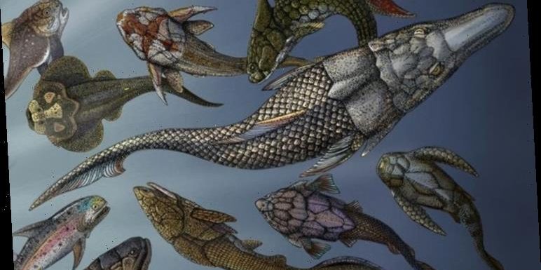 Shark precursor: ‘Virtual anatomy’ imaging yields new insight into ancient ‘platypus fish’