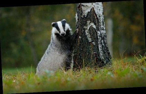 End of the badger cull as Government announces no new licenses by 2022
