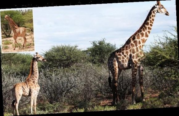 Meet the world's smallest giraffes that were born with dwarfism