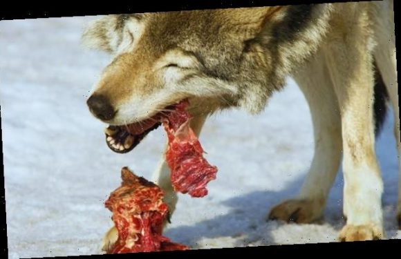 Cavemen feeding leftovers to wolves may have begun dog domestication