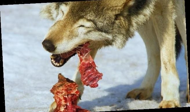 Cavemen feeding leftovers to wolves may have begun dog domestication