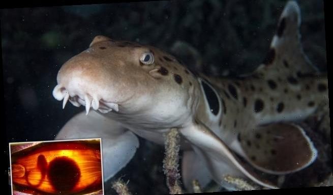 Warming oceans are causing baby sharks hatchlings to be born smaller