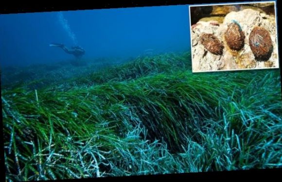 Seagrass Neptune balls sieve MILLIONS of plastic particles from water