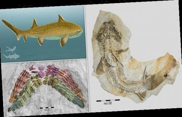 Spectacular fossil of an eight-foot ancient shark found in Germany