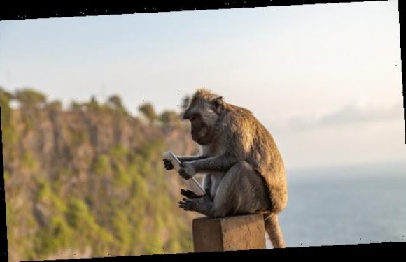 Monkeys in Bali steal valuables from tourists and trade them for food