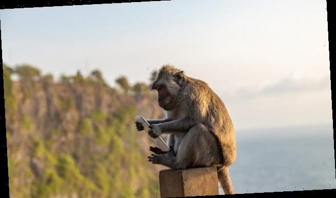 Monkeys in Bali steal valuables from tourists and trade them for food