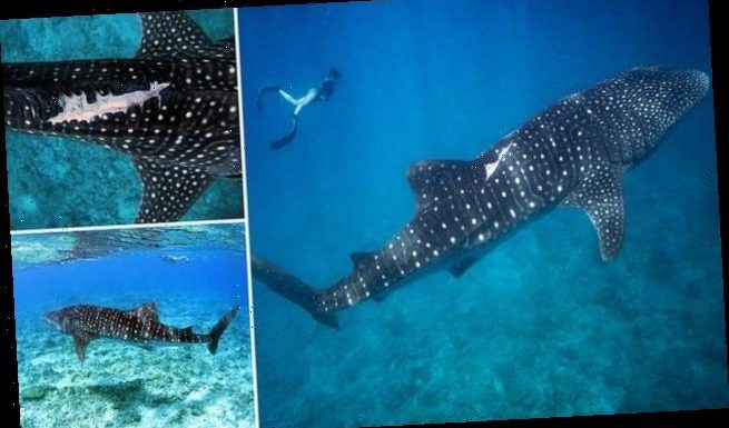 Whale sharks lingering at tourist hotspots at risk of boat strikes