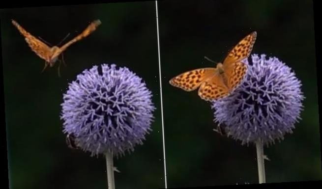 Butterflies form a 'pocket' with their wings to take off faster
