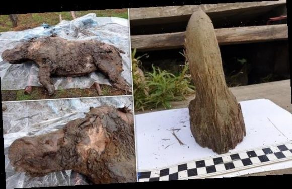 Adolescent woolly rhino found in Siberia after 34,000 years