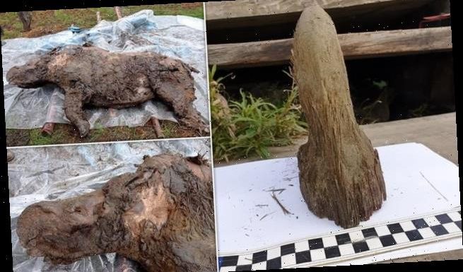 Adolescent woolly rhino found in Siberia after 34,000 years