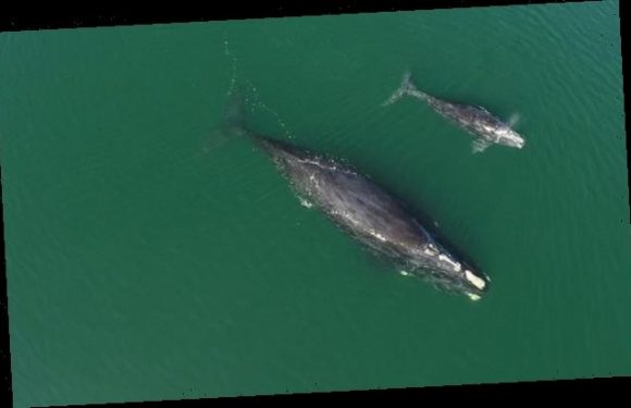 FOURTEEN baby right whales are sighted off the Florida coast