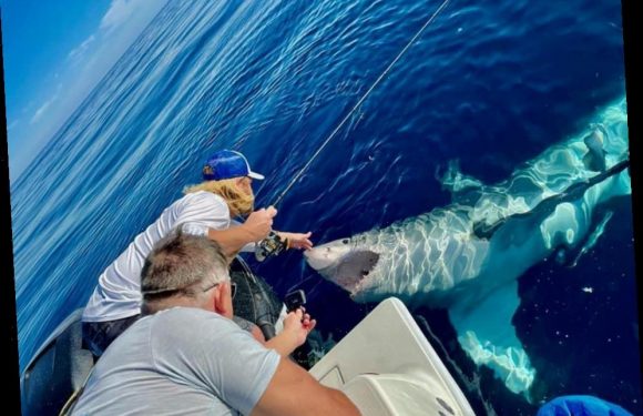 Heart-stopping moment fisherman PETS 16-foot great white shark floating on its back before beast attacks boat