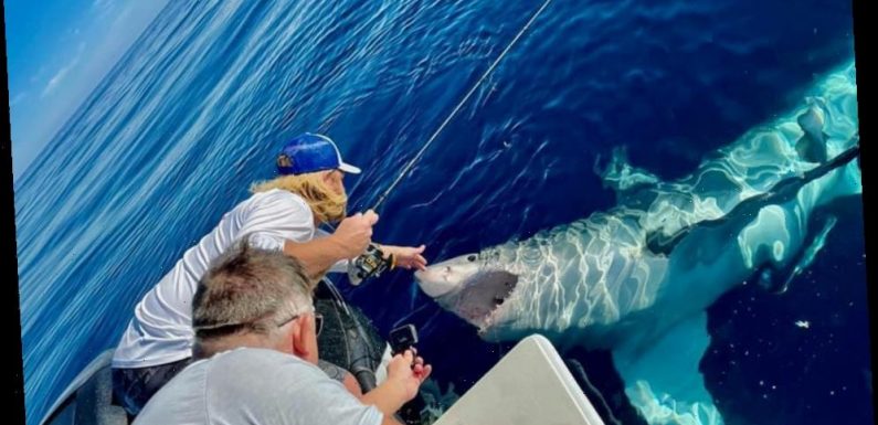 Heart-stopping moment fisherman PETS 16-foot great white shark floating on its back before beast attacks boat