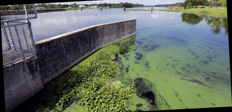 One-third of US rivers have changed color since 1984, a study found, many due to algae blooms