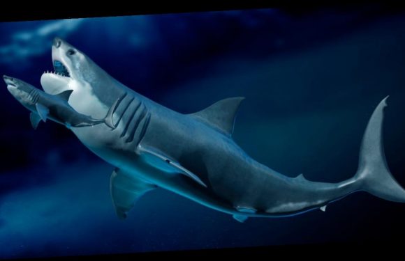 Megalodon babies ate their shark siblings in the womb, leading them to be the size of adult humans at birth