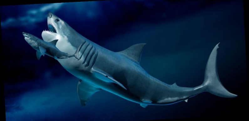 Megalodon babies ate their shark siblings in the womb, leading them to be the size of adult humans at birth