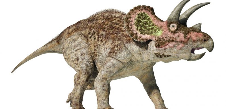 Another Thing a Triceratops Shares With an Elephant