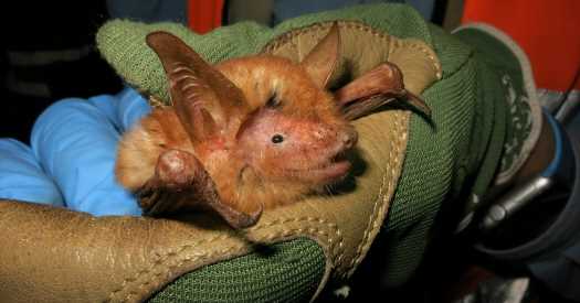 New Bat Species With Orangutan Hue Discovered in West Africa