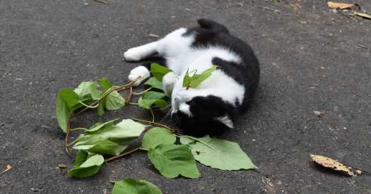 Your Cat Isn’t Just Getting High Off Catnip