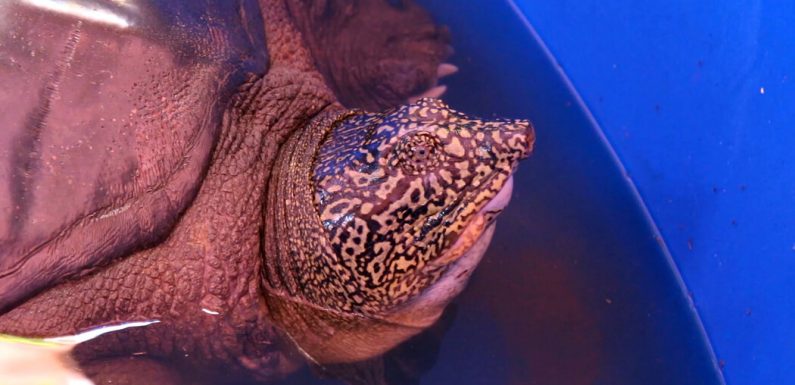The World’s Rarest Turtle Has a Shot at Escaping Extinction