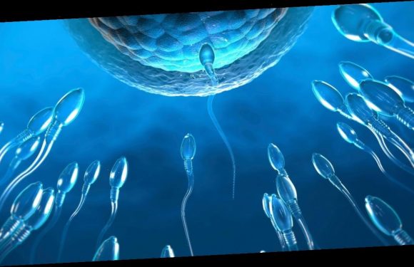 ‘Killer’ sperm try to poison rivals in life or death competition to reach egg