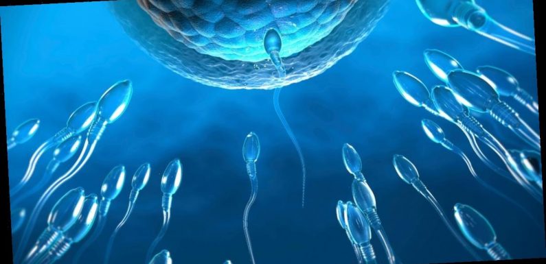 ‘Killer’ sperm try to poison rivals in life or death competition to reach egg