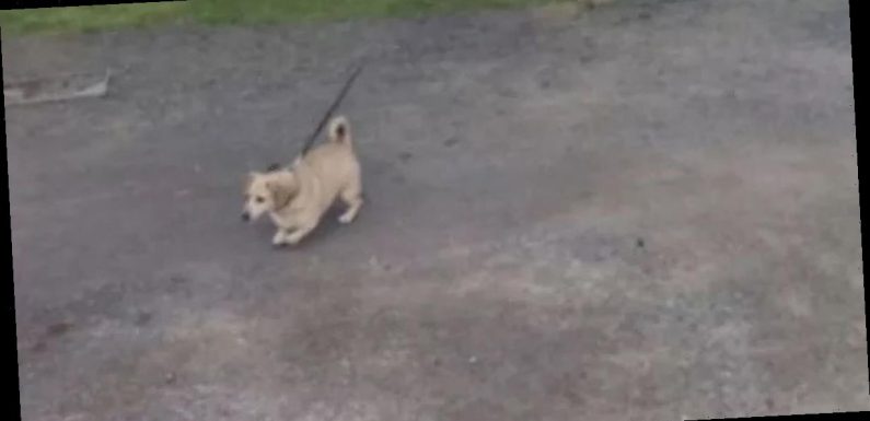 Dog walker vanishes from Google Maps snap – leaving pooch with invisible owner