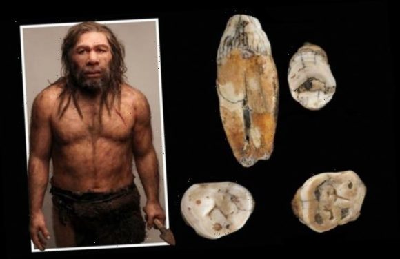 Neanderthals interbred with modern-day humans, new analysis of teeth from Jersey reveals