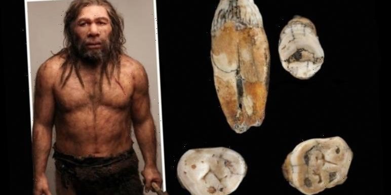 Neanderthals interbred with modern-day humans, new analysis of teeth from Jersey reveals