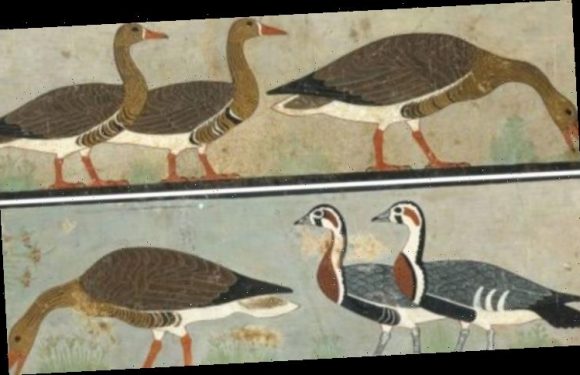 Archaeology news: Extinct species of goose discovered in Ancient Egyptian pyramid