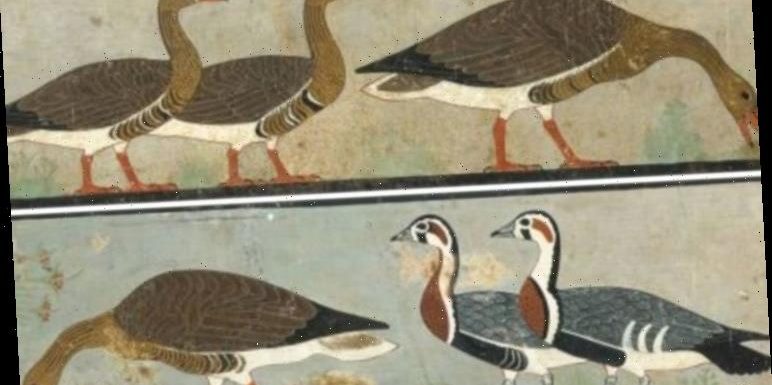 Archaeology news: Extinct species of goose discovered in Ancient Egyptian pyramid