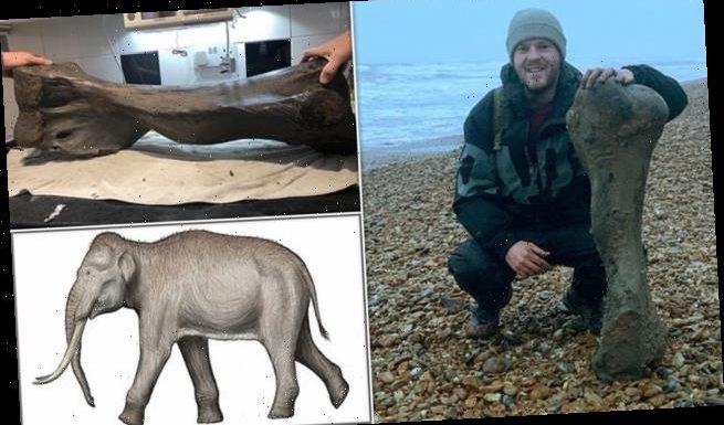 Enormous 'mammoth' bone on Isle of Wight beach up to 125,000 years old