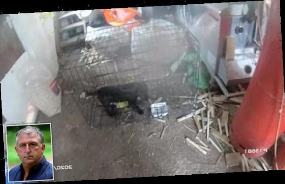 Puppy farmers banned from keeping dogs indefinitely