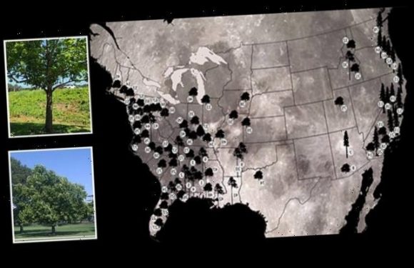 NASA reveals where Moon Trees are planted around the world