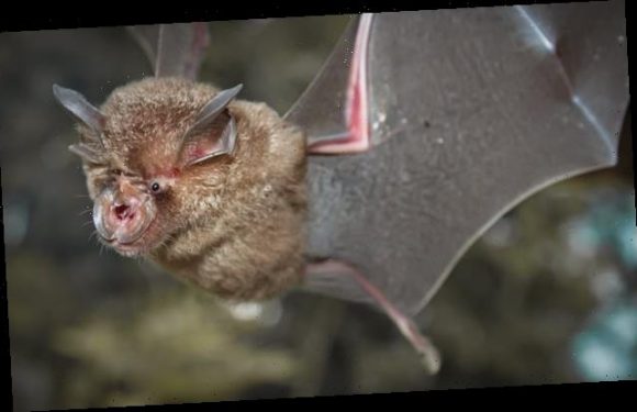 New coronavirus linked to SARS-CoV-2 is discovered in bats in Thailand