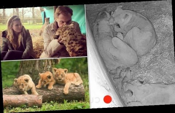 Safari park run by Carrie Symonds' zoo charity is accused of cover-up