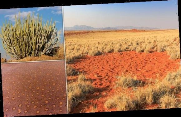 Africa's fairy circle mystery is finally solved in new study