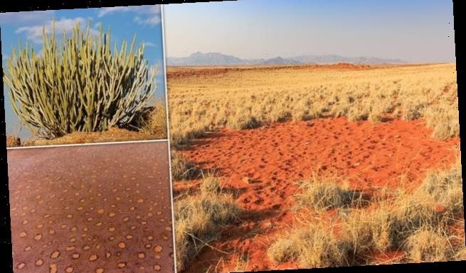 Africa's fairy circle mystery is finally solved in new study