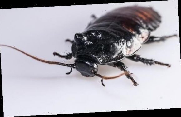 'Super-athlete' cockroaches have larger respiratory systems