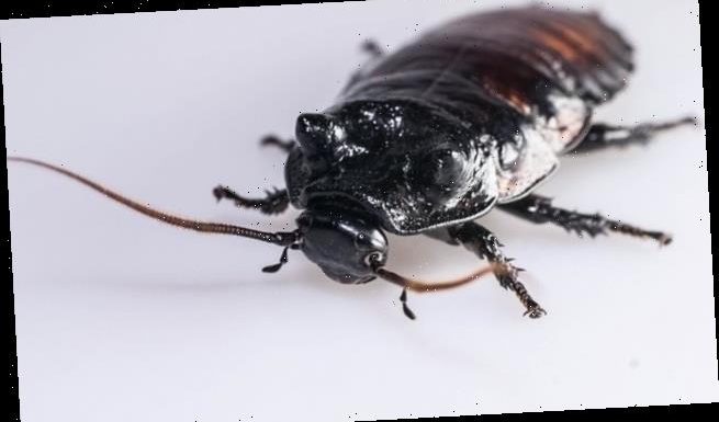 'Super-athlete' cockroaches have larger respiratory systems