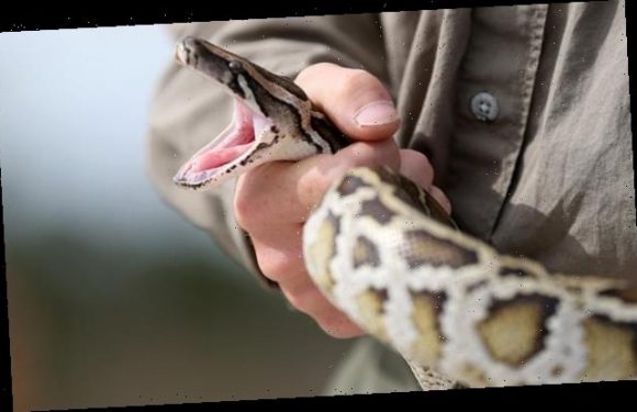 Pythons from Florida Everglades could help produce COVID shots
