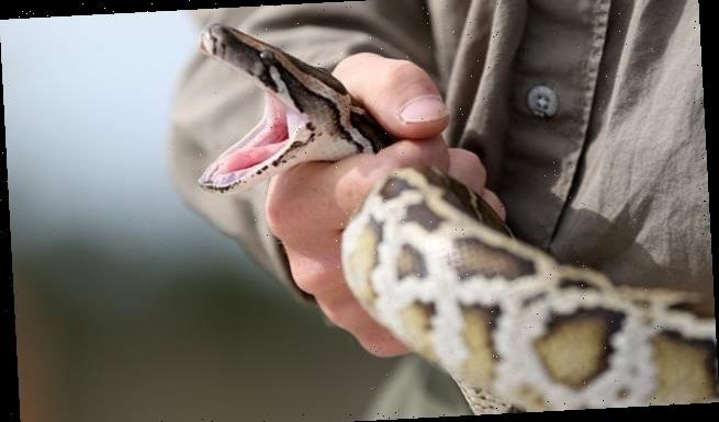 Pythons from Florida Everglades could help produce COVID shots