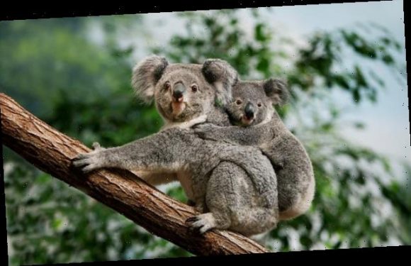 Koala bears are infected by a virus that causes cancer