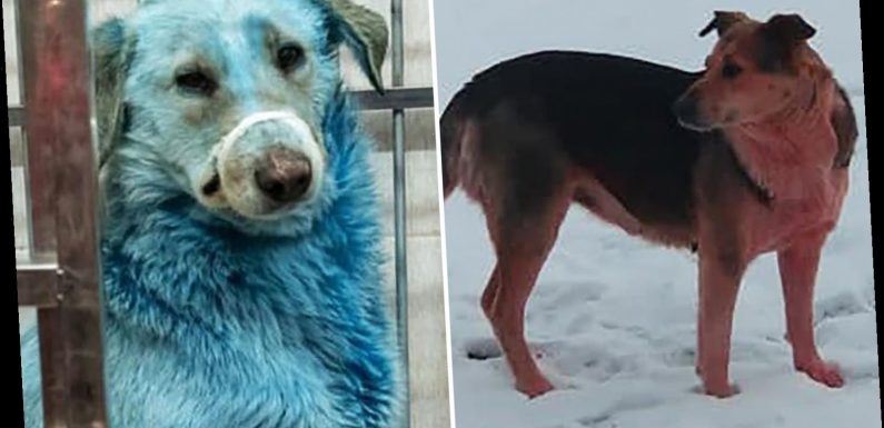 Mystery as dogs are turning PINK and BLUE near abandoned chemical waste dump in Russia
