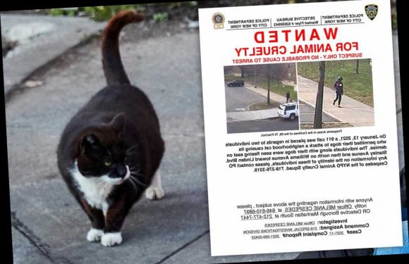 NYPD releases wanted poster for Brooklyn cat killer
